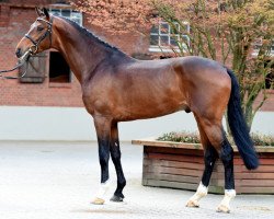 stallion Crachas VA (Holsteiner, 2011, from Cachas)