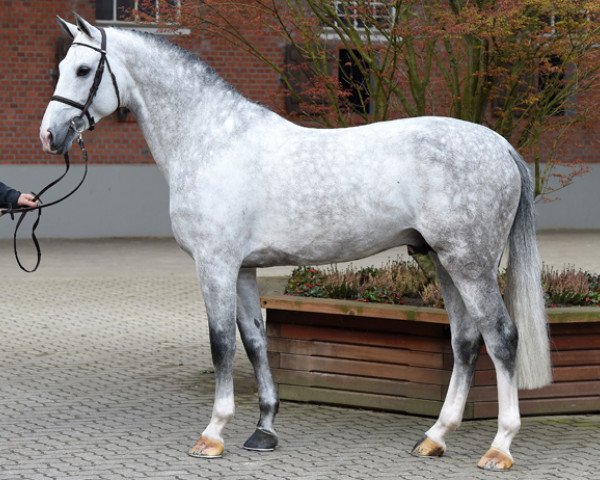 stallion Pikeur Canvaro (Holsteiner, 2010, from Cannavaros)
