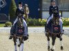 dressage horse Fuerst Levantino (Oldenburg, 2008, from Fürst Romancier)