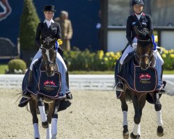 dressage horse Fuerst Levantino (Oldenburg, 2008, from Fürst Romancier)