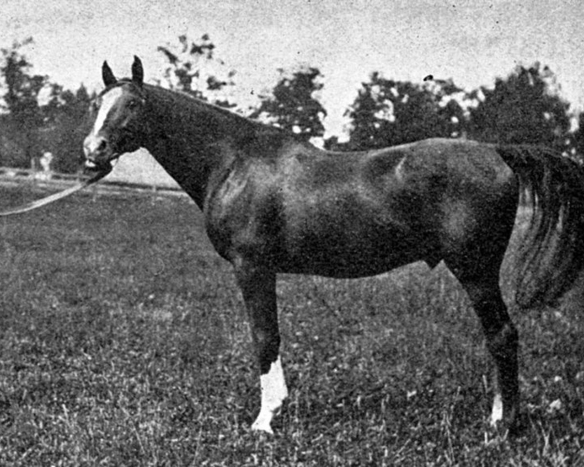 stallion Hanover xx (Thoroughbred, 1884, from Hindoo xx)