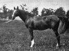 stallion Hanover xx (Thoroughbred, 1884, from Hindoo xx)
