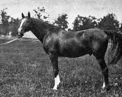 stallion Hanover xx (Thoroughbred, 1884, from Hindoo xx)