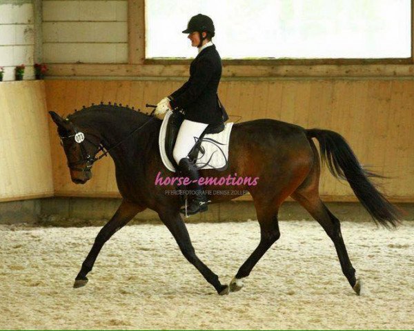 dressage horse Destiny 229 (Hanoverian, 2009, from Dauphin)