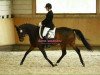 dressage horse Destiny 229 (Hanoverian, 2009, from Dauphin)