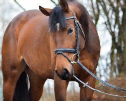 broodmare EMH Sweet Fantasie (Württemberger, 2010, from Fürstenreich)