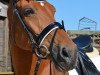 dressage horse Alumée (KWPN (Royal Dutch Sporthorse), 2005, from Rivaal)