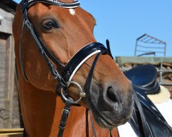 dressage horse Alumée (KWPN (Royal Dutch Sporthorse), 2005, from Rivaal)