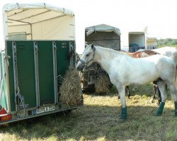 horse Shaolin (German Riding Pony,  , from Schabernack)