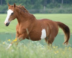 horse Elastique (Hanoverian, 1988, from Eldorado)