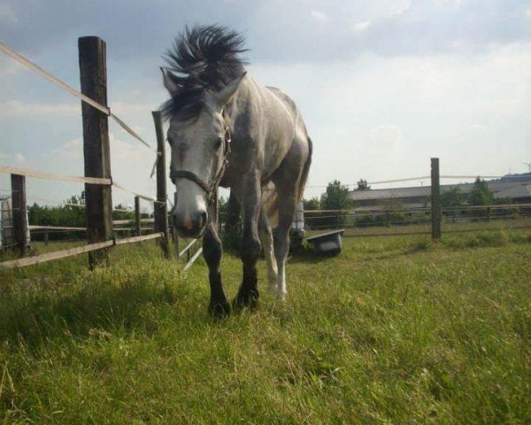 Springpferd Casiello du Lys (Holsteiner, 2009, von Champion du Lys)