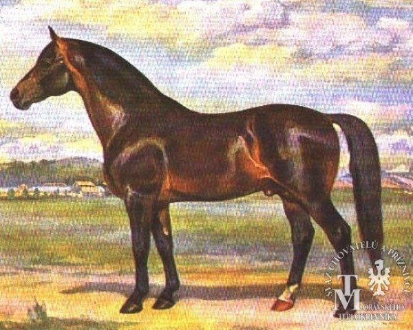 stallion Furioso IV-9 (Furioso, 1931, from Furioso IV)