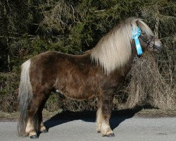 stallion Taco van de Achterdijk (Shetland Pony, 2003, from Kroonster van de Gathe)