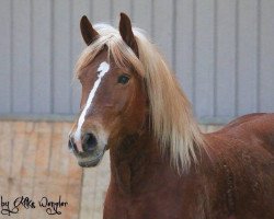 dressage horse Liwia (Heavy Warmblood, 2009)