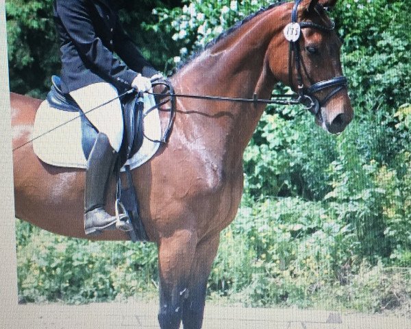 Springpferd Freeman 52 (Hessisches Warmblut, 2000, von Freshman)