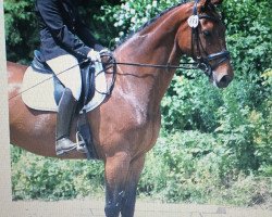 Springpferd Freeman 52 (Hessisches Warmblut, 2000, von Freshman)