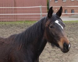 broodmare Stute von Flawless / Floribot (Westphalian, 2015, from Flawless 3)