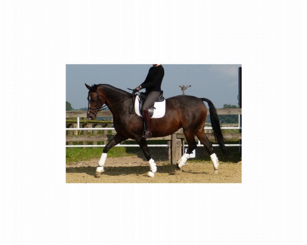 broodmare Wimke 3 (Hanoverian, 2004, from Worldly I)