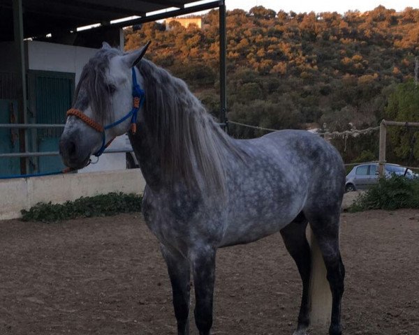 stallion Segador (Pura Raza Espanola (PRE),  )