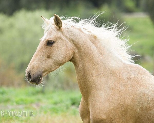 Pferd Perlita (Hispano-Araber,  )