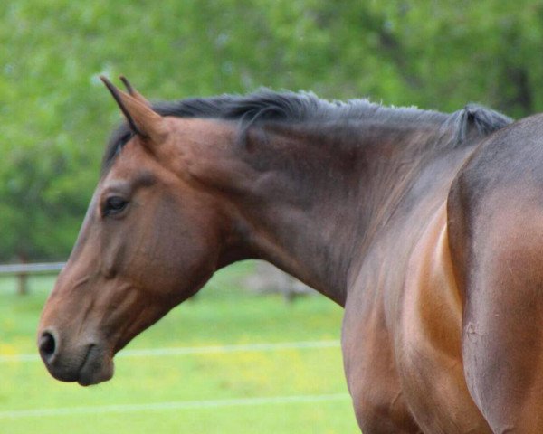 horse Lennox (German Sport Horse, 2008, from Lehnbach)