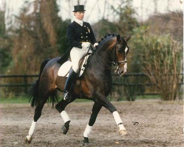 stallion Allegretto (Swedish Warmblood, 1982, from Kaliber)