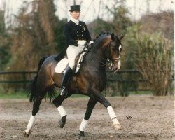 stallion Allegretto (Swedish Warmblood, 1982, from Kaliber)