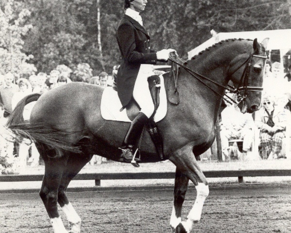 Pferd Duco (KWPN (Niederländisches Warmblut), 1971, von Duc de Normandie (Styx))