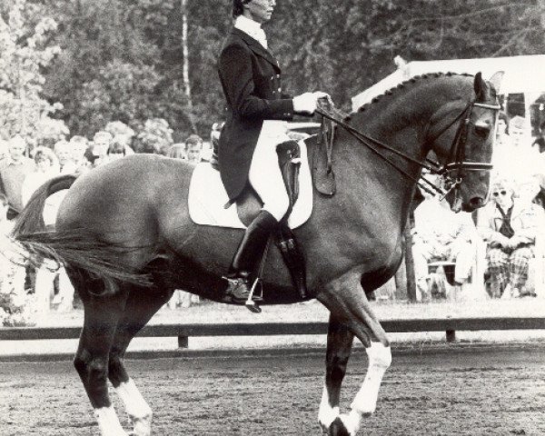 Pferd Duco (KWPN (Niederländisches Warmblut), 1971, von Duc de Normandie (Styx))