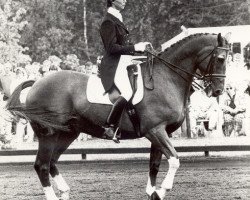 horse Duco (KWPN (Royal Dutch Sporthorse), 1971, from Duc de Normandie (Styx))