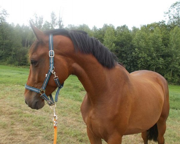 Pferd Galentina du Bois des Collines (Belgium Sporthorse, 2012, von Ksar Sitte)