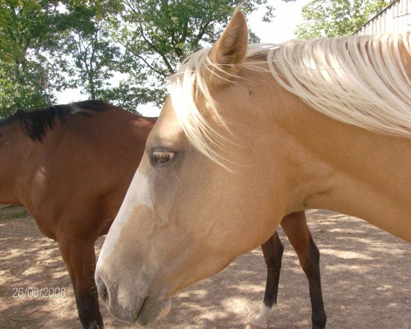 broodmare Sunvally (German Riding Pony, 2001, from Silverado)