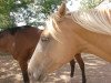 broodmare Sunvally (German Riding Pony, 2001, from Silverado)