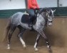 dressage horse SH Sanssouci (Oldenburg, 2011, from Fürst Wilhelm)