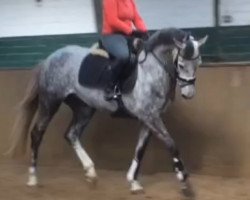 dressage horse SH Sanssouci (Oldenburg, 2011, from Fürst Wilhelm)