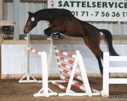 dressage horse Lord Lehnbach (German Sport Horse, 2009, from Lehnbach)