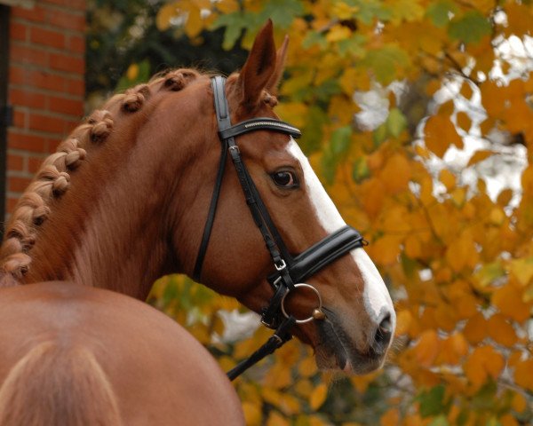 dressage horse Lombady K (Oldenburg, 2004, from Londonderry)