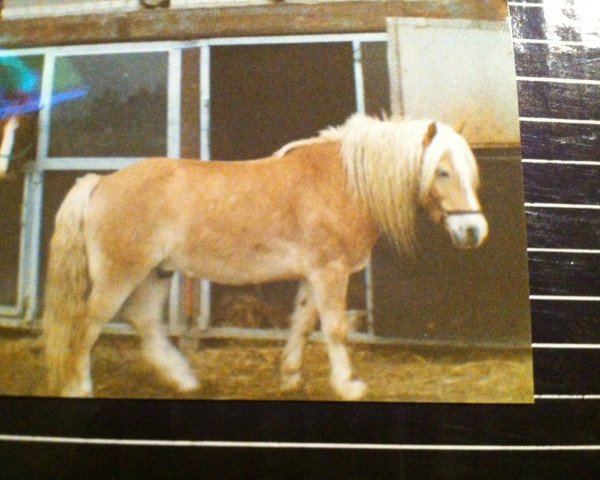 horse Amandus (Haflinger, 1986, from Antel)