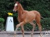 dressage horse Fahrenkrog (Trakehner, 2011, from Titiano)