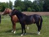 Pferd Big Dream (Welsh Pony (Sek.B), 2013, von Beach Boy)