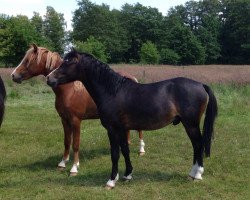 horse Big Dream (Welsh-Pony (Section B), 2013, from Beach Boy)