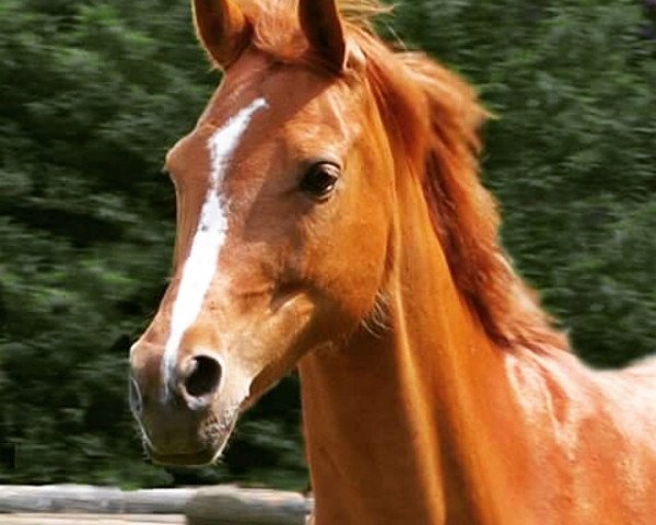 broodmare Casa Mia (German Riding Pony, 2005, from Charm of Nibelungen)