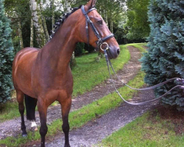 Springpferd Barilla (Deutsches Reitpony, 2003, von Brillant)