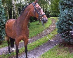 jumper Barilla (German Riding Pony, 2003, from Brillant)