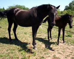 broodmare Picara (Holsteiner, 2000, from Ramirado)