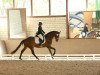 dressage horse Domizio (Rhinelander, 2011, from Demirel)