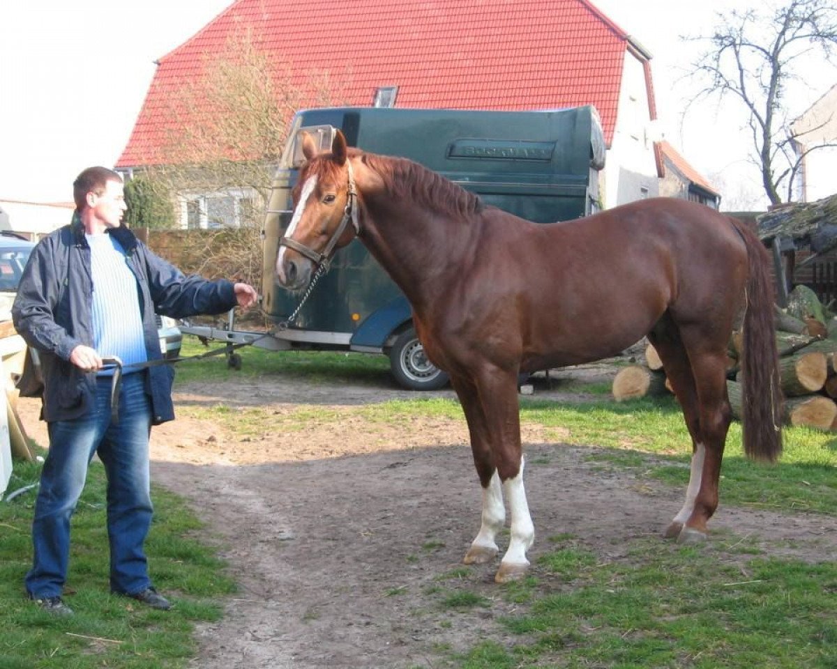 Deckhengst Lord Altmark (Sachsen-Anhaltiner, 2001, von Levisto Z)