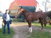 stallion Lord Altmark (Saxony-Anhaltiner, 2001, from Levisto Z)