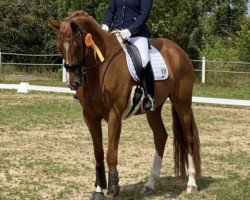 dressage horse Bonheur d'amour (Westphalian, 2016, from Baccardi)