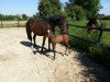 dressage horse Fabalou LB (Trakehner, 2014, from Dürrenmatt (ex Domino))